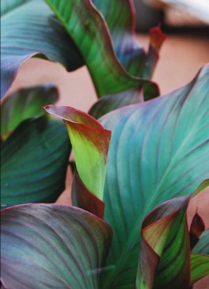 Clever crops: Arrowroot and water spinach